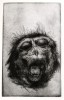Etching from The Monkey
