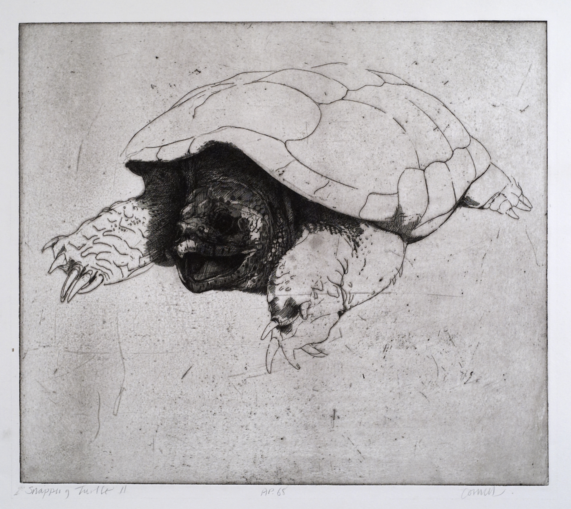 Snapping Turtle no. 2